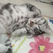 りえにゃんこの画像