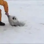 小麦の画像