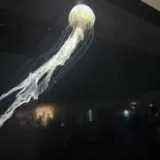 yuの画像