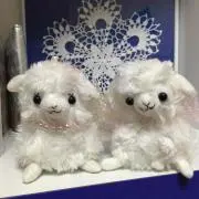 アロエの画像