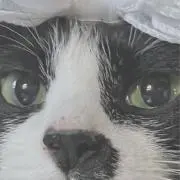 Catmat