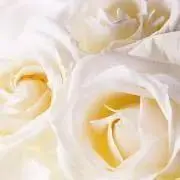 peco234の画像