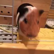 おけ