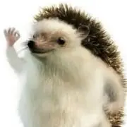 パピーの画像
