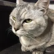 せなぷり