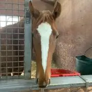 ミネルバ★の画像