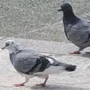 羽音の画像