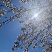 キナ❀