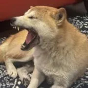 ころ