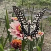 まる