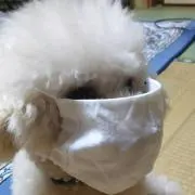 プー