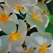 Aloha