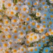 めいの画像