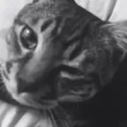 アーリーの画像