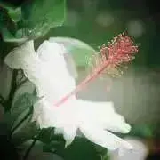 スマイルの画像