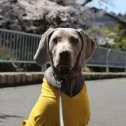 専用帯6227 ○高級 正絹 片面全通 リバーシブル 袋帯 - メルカリ