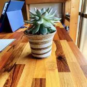 のんさの画像