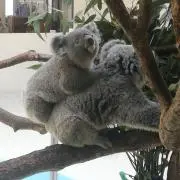 こあら