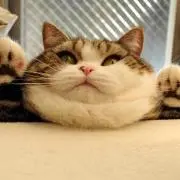さはら