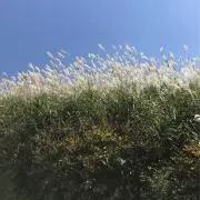 そらの画像
