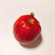 ポメちゃんの画像