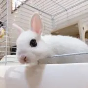 きむち