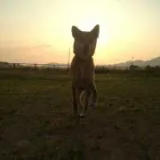 アチャ～