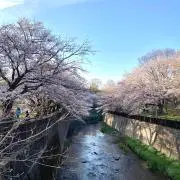Mikanの画像