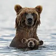 森のクマさんの画像