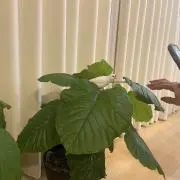 こむぎの画像