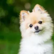 riii