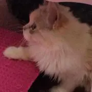 ゆん