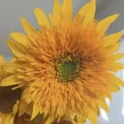 KARYの画像