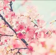 まめたろう☆の画像