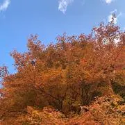 ぽぽろんの画像