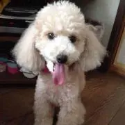 あむにゃんこ