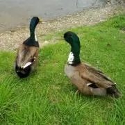 こずの画像