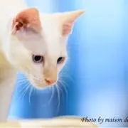あかねさん( ¨̮ )