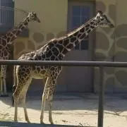 れもん