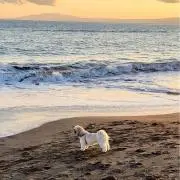 Gigiの画像