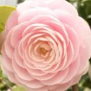 ファル✿︎購入前にプロフィール一読下さいの画像