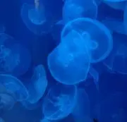 れう【プロフあり】