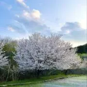ノンタン