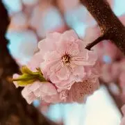 りん