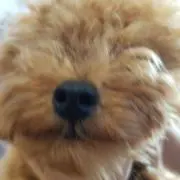 ももたろうすけ