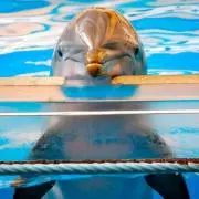にゃんだぱんだの画像
