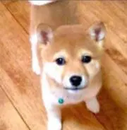 zephyrの画像