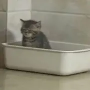 ヨシ