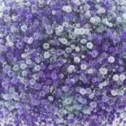 ROSAの画像