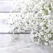 hamuの画像